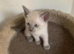 Lynx point male Siamese Kittens - Siamese Cat For Sale - Philadelphia&comma; PA&comma; US