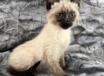 Valentine Babies - Siamese Cat For Sale - Newport&comma; WA&comma; US