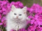 Yasmin - Siberian Cat For Sale - Melbourne&comma; FL&comma; US