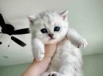 Located in LA snow leoprd tabby british shorthair - British Shorthair Kitten For Sale - CA&comma; US