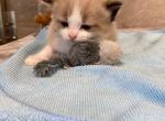 Titan - Ragdoll Cat For Sale - Freeburg&comma; PA&comma; US