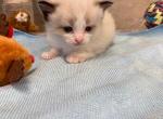 Theo - Ragdoll Cat For Sale - Freeburg&comma; PA&comma; US