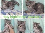Standard male highlander - Highlander Cat For Sale - Frenchtown&comma; MI&comma; US