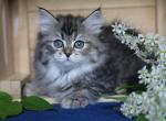 YASHMA IZ TVERSKOGO KNYAZHESTVA - Siberian Cat For Sale - NY&comma; US