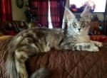 Leelou - Maine Coon Cat For Sale - Crestview&comma; FL&comma; US