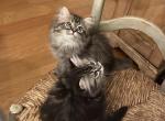 Ragdoll Himalayan Tabby Family Raised Kittens - Ragamuffin Cat For Sale - Ojai&comma; CA&comma; US