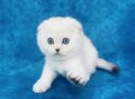 Buddy - Scottish Fold Cat For Sale - Sunnyvale&comma; CA&comma; US