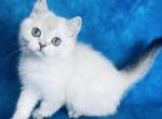 Momo - Scottish Straight Cat For Sale - Austin&comma; TX&comma; US