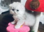 Toph - Scottish Fold Cat For Sale - Austin&comma; TX&comma; US