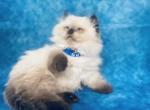 Zuko - Scottish Straight Cat For Sale - Austin&comma; TX&comma; US