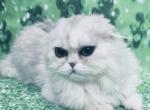 Elsa - Scottish Fold Cat For Sale - Austin&comma; TX&comma; US