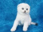 Buddy - Scottish Fold Cat For Sale - Austin&comma; TX&comma; US