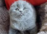 Tutty - Scottish Fold Cat For Sale - Los Angeles&comma; CA&comma; US
