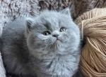 Urmas - British Shorthair Cat For Sale - Los Angeles&comma; CA&comma; US