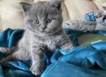 Blue mafia - British Shorthair Cat For Sale - Fort Wayne&comma; IN&comma; US