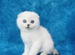 Buddy - Scottish Fold Cat For Sale - Baton Rouge&comma; LA&comma; US