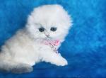 Toph - Scottish Fold Cat For Sale - Baton Rouge&comma; LA&comma; US