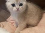 Ash - Scottish Fold Cat For Sale - Houston&comma; TX&comma; US