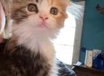 Iris Dolls - Scottish Fold Cat For Sale - Finland&comma; MN&comma; US