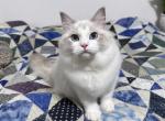 Fry - Ragdoll Cat For Sale - Tuscaloosa&comma; AL&comma; US