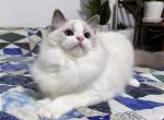 Lola - Ragdoll Cat For Sale - Tuscaloosa&comma; AL&comma; US