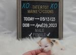 Valkyrie - Maine Coon Cat For Sale - Braham&comma; MN&comma; US