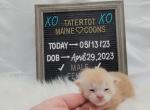 Howard - Maine Coon Cat For Sale - Braham&comma; MN&comma; US