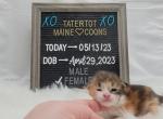 Penny - Maine Coon Cat For Sale - Braham&comma; MN&comma; US