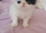 White with Black Persian Male kitten - Persian Cat For Sale - MA&comma; US