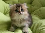 William - British Shorthair Cat For Sale - Brooklyn&comma; NY&comma; US