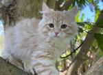 Kailas - Siberian Cat For Sale - Melbourne&comma; FL&comma; US