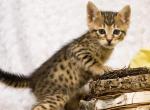 F4 Savannah Boy - Savannah Cat For Sale - Lakeland&comma; FL&comma; US