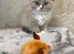 Duke - Ragdoll Cat For Sale - Freeburg&comma; PA&comma; US