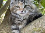 Kalina - Siberian Cat For Sale - Melbourne&comma; FL&comma; US