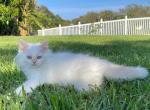 Lumen - Siberian Cat For Sale - Melbourne&comma; FL&comma; US