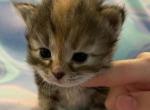 Hermione - Siberian Cat For Sale - Clintwood&comma; VA&comma; US