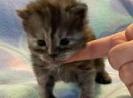 Helga - Siberian Cat For Sale - Clintwood&comma; VA&comma; US