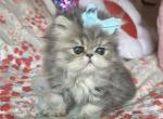 Fuzzy - Persian Cat For Sale - Fort Worth&comma; TX&comma; US
