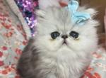 Leo - Persian Cat For Sale - Fort Worth&comma; TX&comma; US