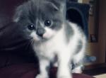 Austin - Scottish Fold Cat For Sale - WI&comma; US