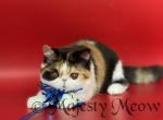 Aleyna - Exotic Cat For Sale - Yucca Valley&comma; CA&comma; US