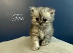 Fire - Persian Cat For Sale - Farmington&comma; MI&comma; US