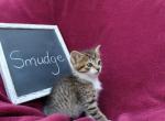 Smudge - Domestic Cat For Sale - Barto&comma; PA&comma; US