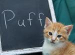Puff - Domestic Cat For Sale - Barto&comma; PA&comma; US
