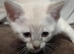 Savannah snow female F6SBT - Savannah Cat For Sale - Franklin&comma; NC&comma; US