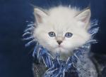 NEMO LYUMUR - Siberian Cat For Sale - NY&comma; US