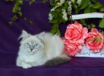 VALENTINKA IZ TVERSKOGO KNYAZHESTVA - Siberian Cat For Sale - NY&comma; US