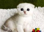 Bella scottish fold girl silver shaded color girl - Scottish Fold Cat For Sale - CA&comma; US