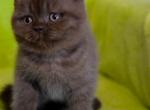 Beautiful chocolate british shorthair boy Tom - British Shorthair Cat For Sale - CA&comma; US