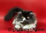 Baron - Persian Cat For Sale - Yucca Valley&comma; CA&comma; US